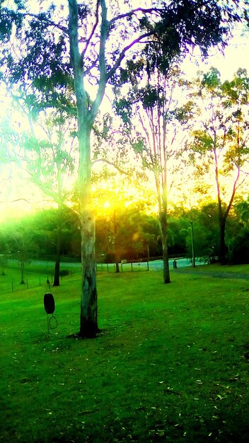 Trees in park