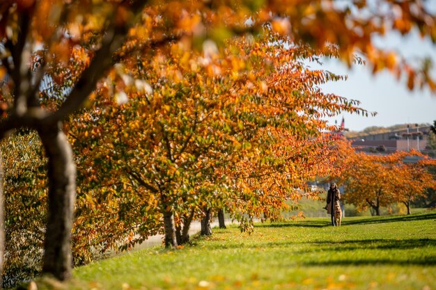 Trees in park