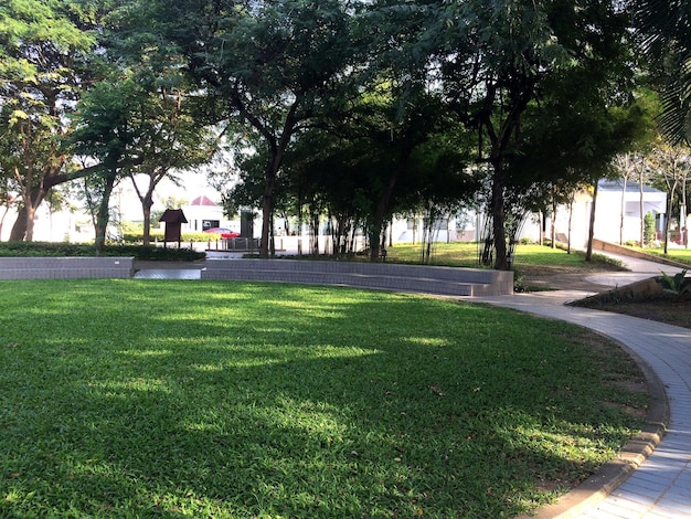 Photo trees in park