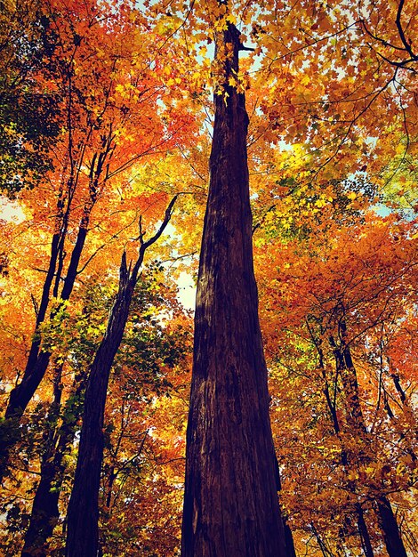 Foto alberi nel parco