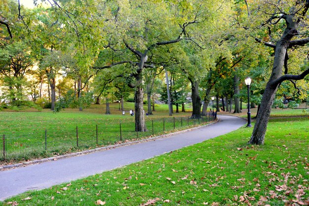 Foto alberi nel parco