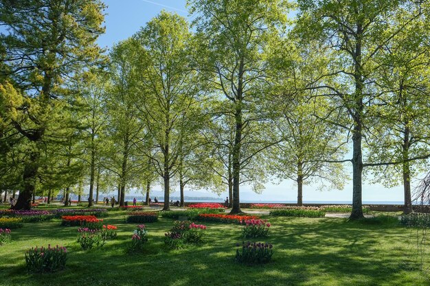 Trees in park