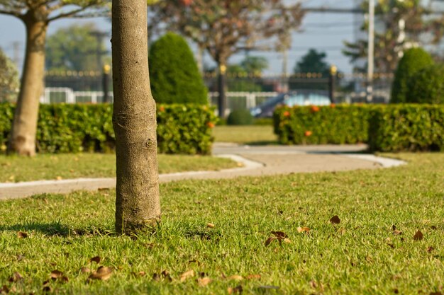 Foto alberi nel parco