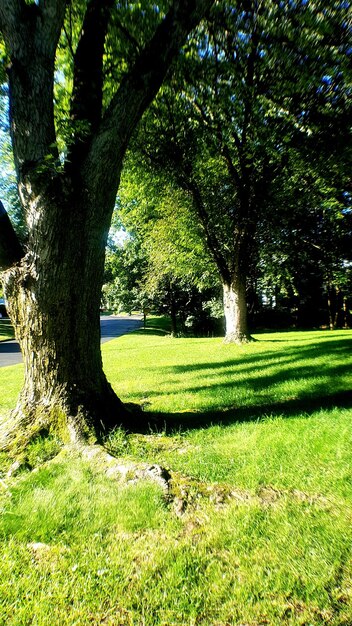 Trees in park