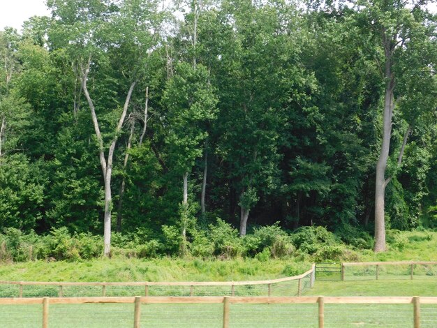 Trees in park