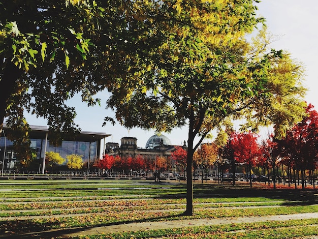 Photo trees in park