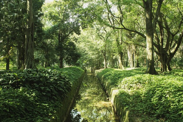 Photo trees in park