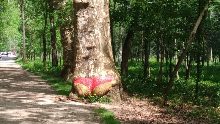 Photo trees in park