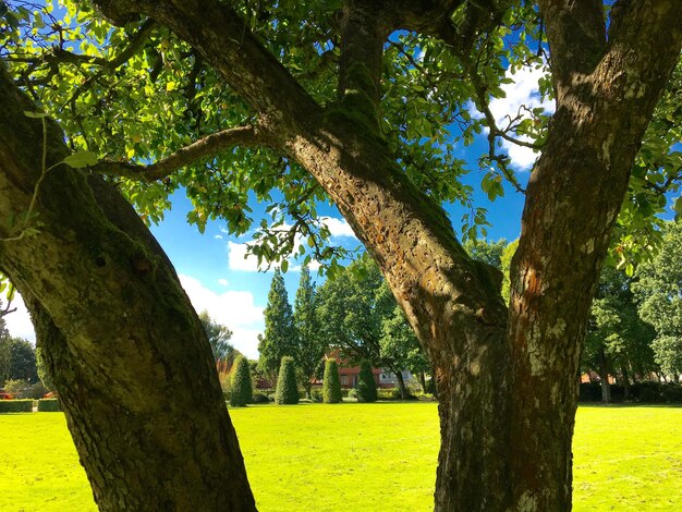 Trees in park