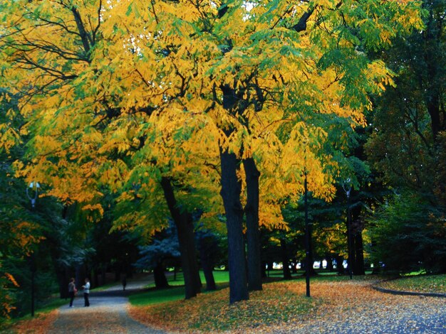 Foto alberi nel parco