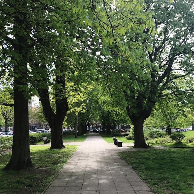 Trees in park