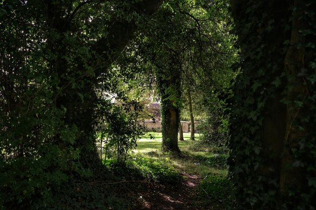 Photo trees in park