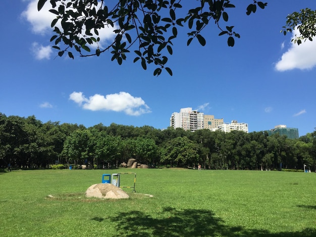 Photo trees in park