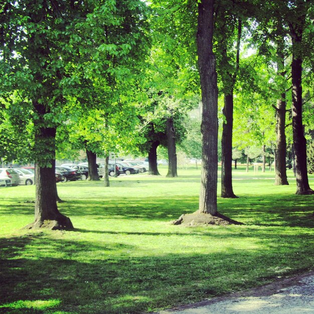 Foto alberi nel parco