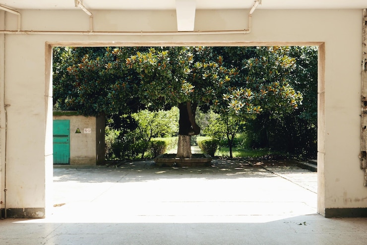 Photo trees in park