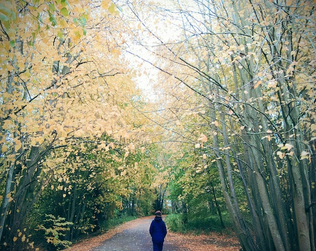 Photo trees in park