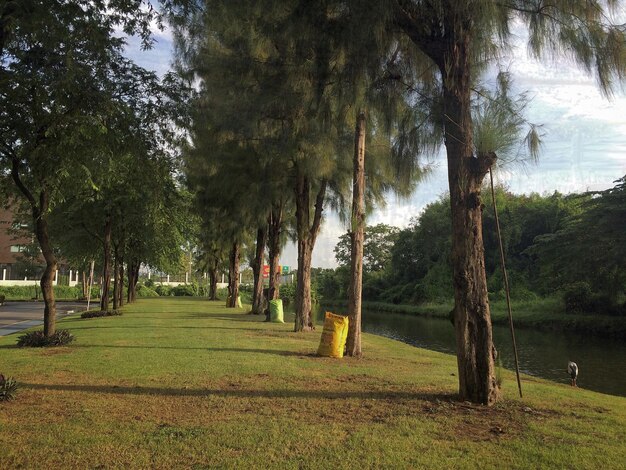 Foto alberi nel parco