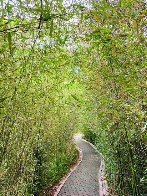 Foto alberi nel parco