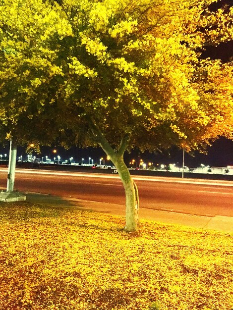 Trees in park