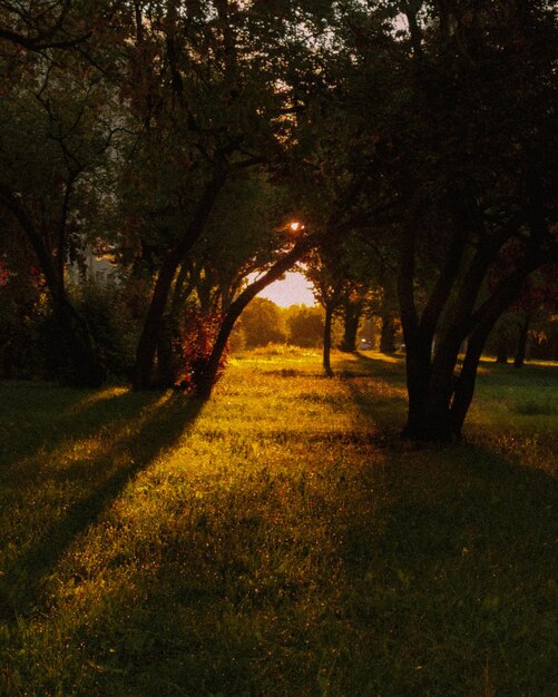 Foto alberi nel parco