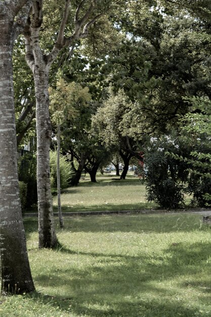 Foto alberi nel parco