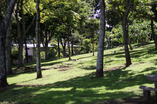 Foto alberi in un parco