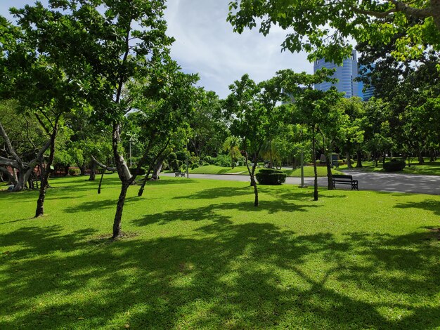 Foto alberi nel parco