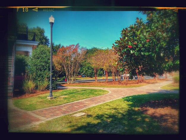 Trees in park