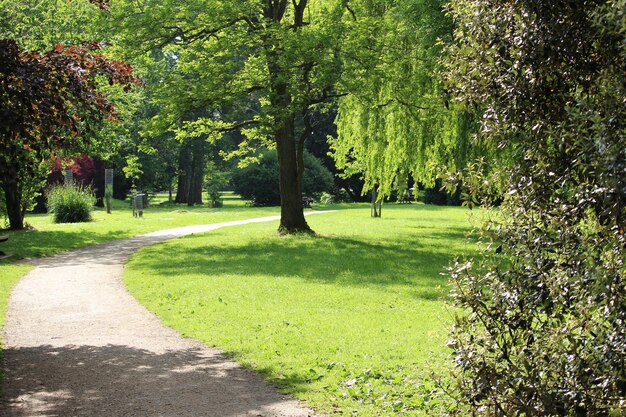 Photo trees in park