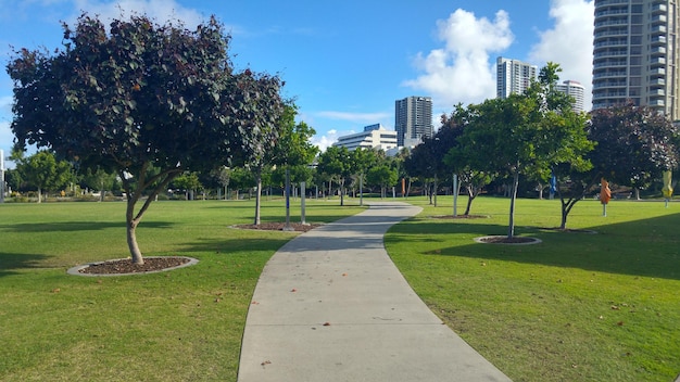 Photo trees in park