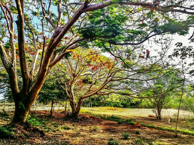 Foto alberi nel parco