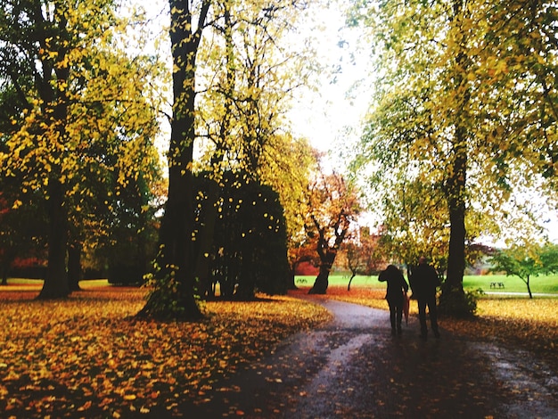 Foto alberi nel parco