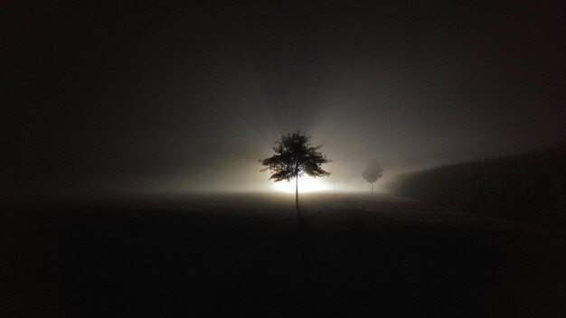 Photo trees in park