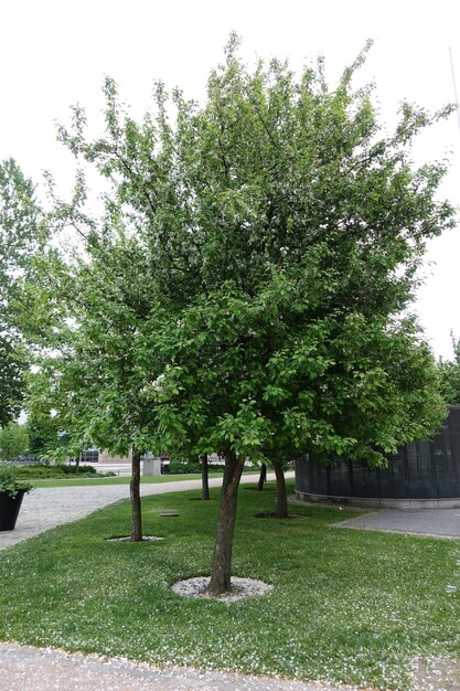 Trees in park