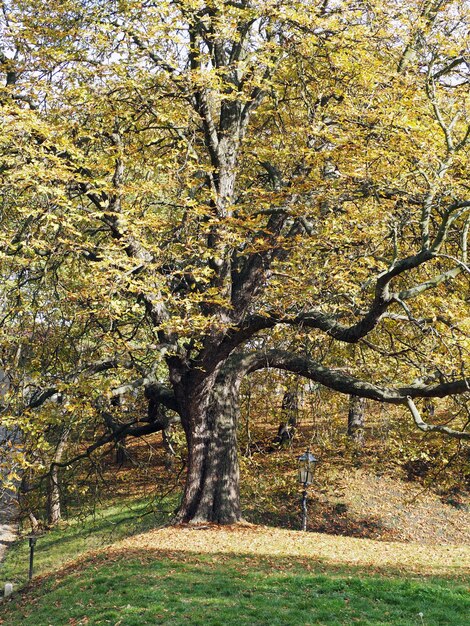 Foto alberi nel parco