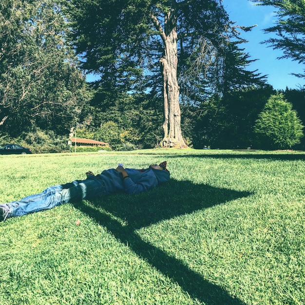 Foto alberi nel parco