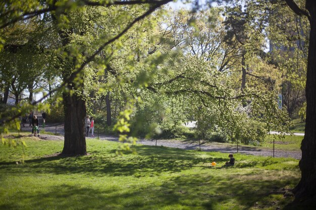 Foto alberi nel parco