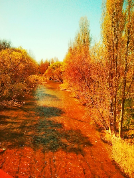 Photo trees in park