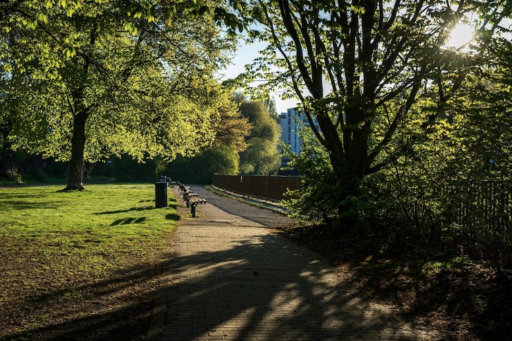 Фотография деревья в парке