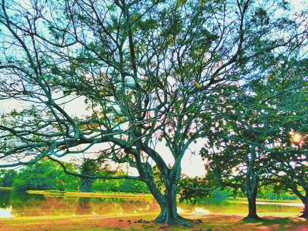 Trees in park