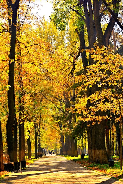 Trees in park