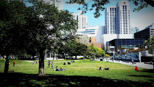 Photo trees in park