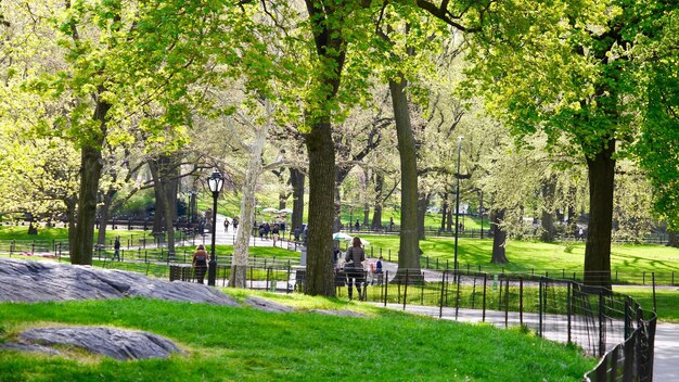 Trees in park