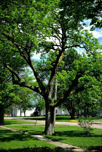 Photo trees in park