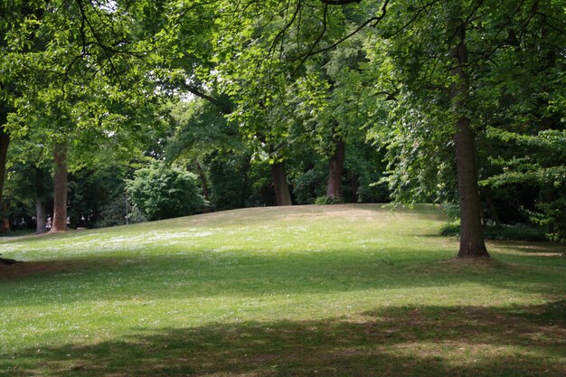 Trees in park