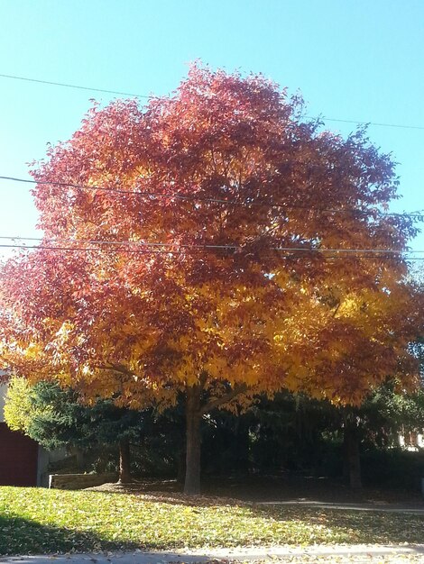 Trees in park