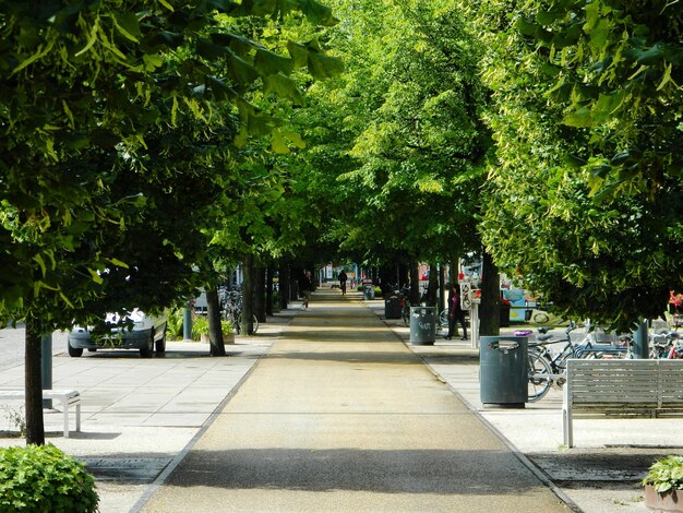 Foto alberi nel parco