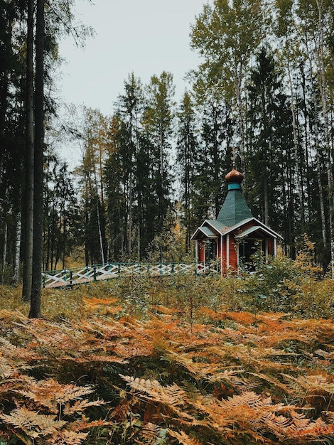 Photo trees in park