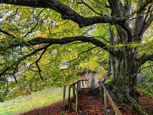 Foto alberi nel parco