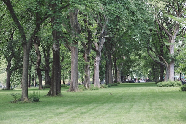 Photo trees in park